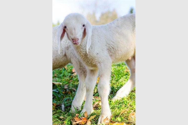 Apartmán Bio-Bauernhof Greiml Grobming Exteriér fotografie